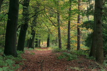 Obraz premium Pathway covered in fallen leaves in autumn woods.
