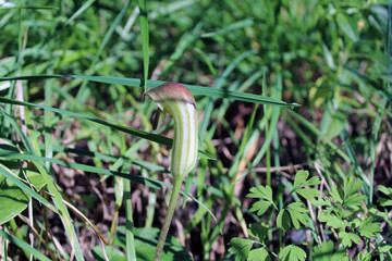 Fili d'erba con Cicuta e Arisarum probosciteum