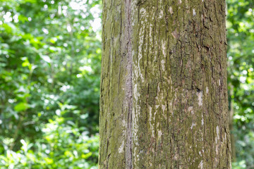 Teak tree in the forest with blurred background
