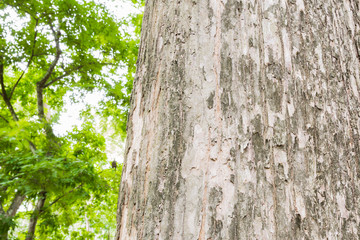 Teak tree in the forest with blurred background