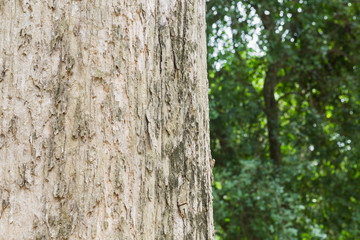 Obraz premium Teak tree in the forest with blurred background