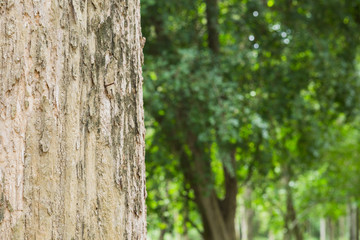 Teak tree in the forest with blurred background