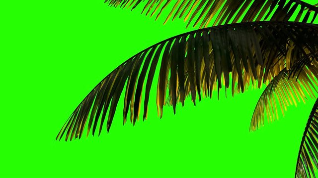 Animation palm branch and leaves in the wind on a green background.  Keying, green background alpha channel 