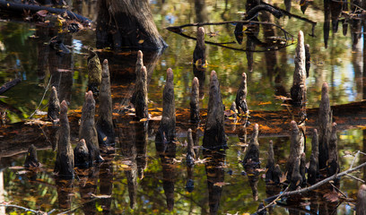 Closeup shot of cypress knees in water on the Suwanee River in Florida.