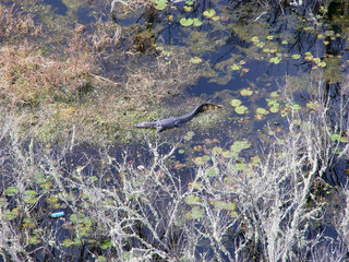 An alligator sunning himself in a swamp