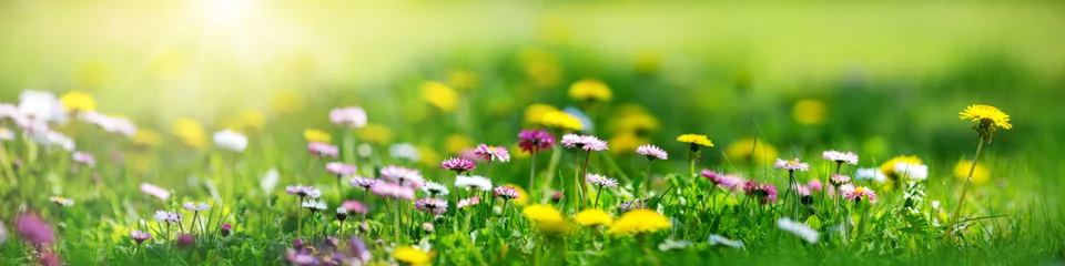 Fototapete Grün Wiese mit vielen weißen und rosa Gänseblümchenblumen und gelbem Löwenzahn am sonnigen Tag