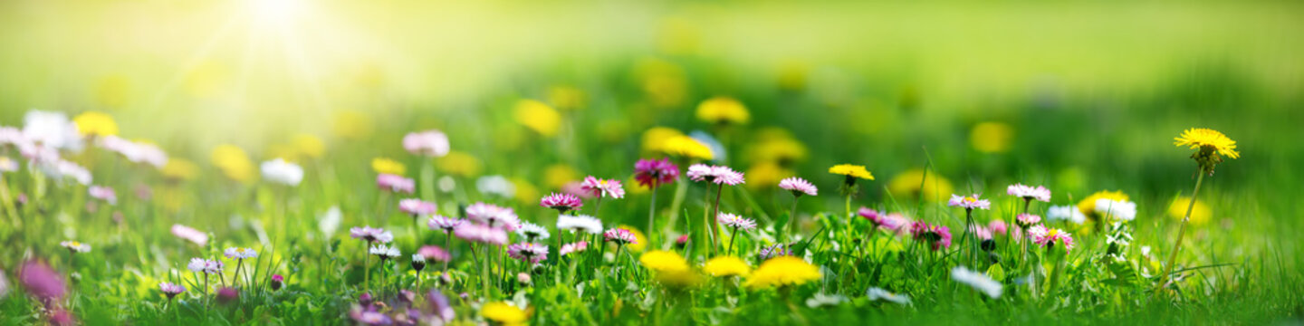 Meadow with lots of white and pink spring daisy flowers and yellow dandelions in sunny day © candy1812