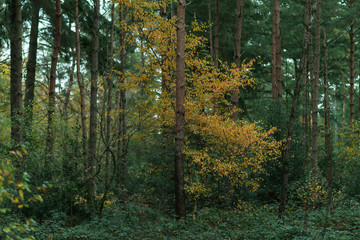 Birch with yellow colored leaves between fir trees during fall.