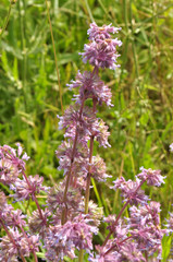 In nature, the blooms Salvia verticillata