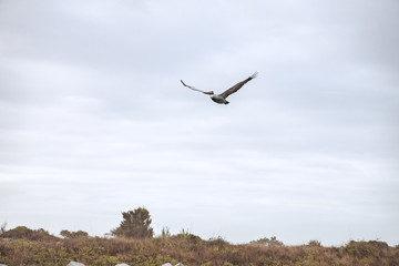 Pelican flying Low in the Sky over Marshland Area