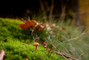 Kleiner Waldpilz in einem Moosbett
