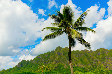 Fototapeta na wymiar palm tree in front of a typical mountain in Oahu, Hawaii