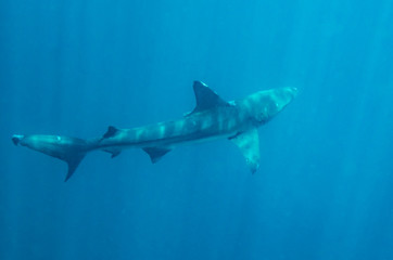 A shark swimming in the Pacific Ocean near the Galapagos Islands. 