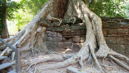 Tree root and stone rock wall at Ta Prohm Temple in Angkor wat complex, Siem Reap Cambodia.