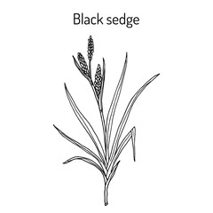 Black sedge carex nigra , medicinal plant - obrazy, fototapety, plakaty