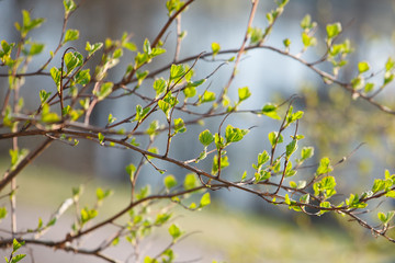 The new leaves and flowers in the spring