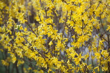 The new leaves and flowers in the spring