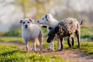 three small dogs playing on a field path