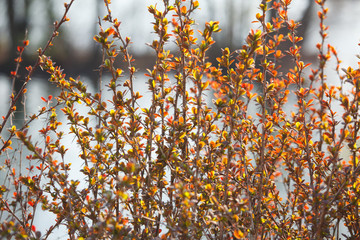 The new leaves and flowers in the spring
