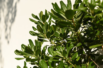 branch with green leaves