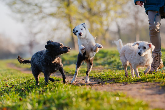 person with three small dogs on a field path