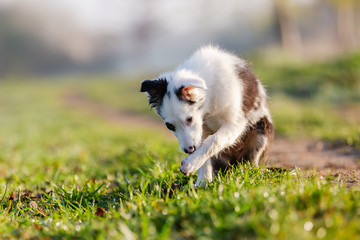 mixed-breed puppy licks the paw © Christian Müller