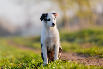 mixed-breed puppy sits on a field path