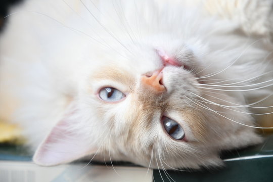 Chat Blanc Photos Royalty Free Images Graphics Vectors Videos Adobe Stock Chat Blanc Photos Royalty Free Images Graphics Vectors Videos Adobe Stock