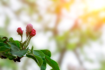 Blossoming apple blossoms in early spring in the natural environment.