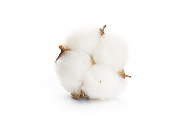 Fluffy cotton ball of cotton flower on a white background