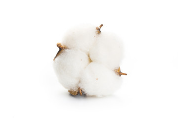 Obraz na płótnie Canvas Fluffy cotton ball of cotton flower on a white background
