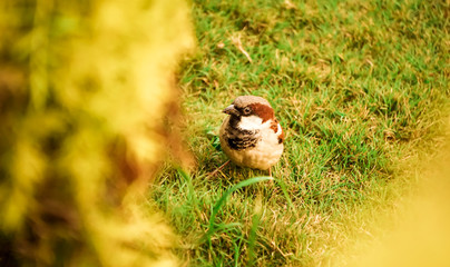 Sparrow in the grass