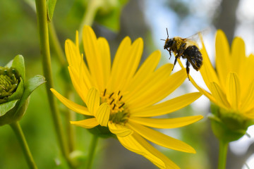 Bumblebee in Flight