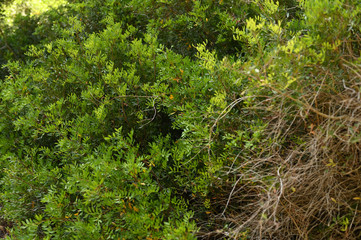 Obraz premium green trees overgrown forest in the reserve Mallorca Playa de Muro