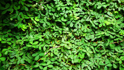green leaves background, small leaf 