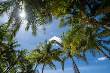 Fototapeta na wymiar view of coconut tree and blue sky on a sunny day