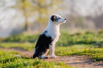 mixed-breed puppy sitting on a field path