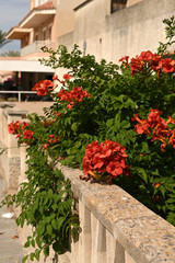 red bushes of geraniums outdoors in pots in Spain in Mallorca