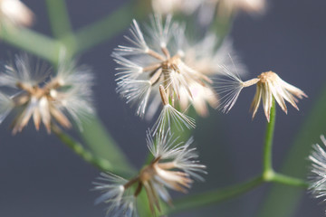Fruits of Emilia (a plant similar to dandelion) background