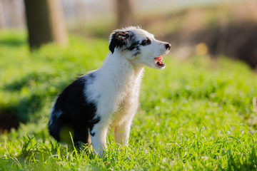 cute mixed-breed puppy sitting in the grass