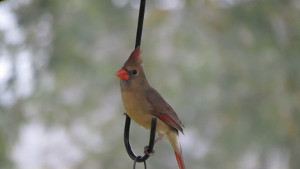 female cardinal perched