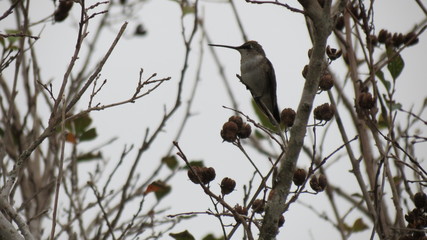 hummingbird on a branch