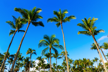 Fototapeta na wymiar palm tree forest on Oahu, Hawaii