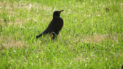bird candid