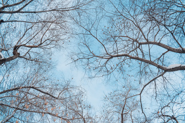 Tree branches against the sky in winter