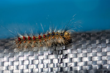 Gypsy moth caterpillar on weaved black plastic