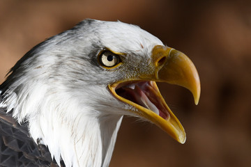 Wei&szlig;kopfseeadler