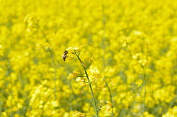 Honeybee on the flower