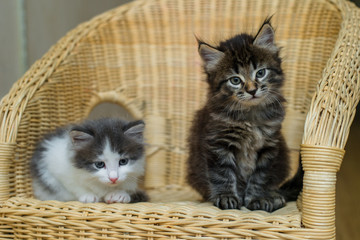 Fototapeta na wymiar two cute funny kittens gray and brown play on a wooden chair