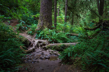 Cape Falcon Trail through the redwood forest on Oregon coast © Dmitriy